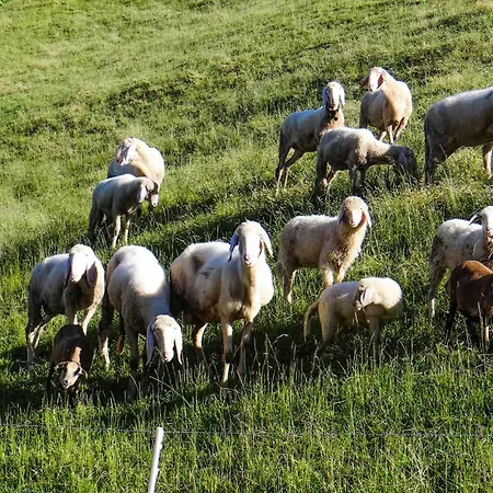 Appartement Mit Balkon